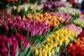 Colorful bouquets of tulips on the stand in the flower shop. Showcase. Floral shop and delivery concept. Flowers Royalty Free Stock Photo
