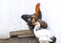 Colorful Brahma chickens, walking in the yard Royalty Free Stock Photo