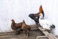 Colorful Brahma chickens, walking in the yard Royalty Free Stock Photo