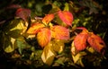 Colorful Brambleberry leaves Royalty Free Stock Photo