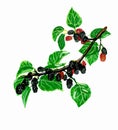 Colorful branch of berry tree mulberry for a healthy diet