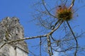 Colorful branch of the tree in Tikal National Park