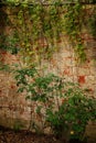 Colorful Brick Wall with Plants and Vines Growing