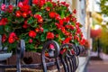 Colorful flower pot with red begonias Royalty Free Stock Photo