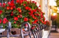 Colors of autumn in the city. Scenic flower pot on the windowsill Royalty Free Stock Photo