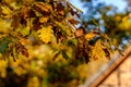 Colorful bright autumn leaves hanging on an oak tree in autumnal garden. House in blurry background. Beautiful fall nature scene. Royalty Free Stock Photo