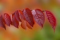 Colorful   autumn red leaves on abstract blurred orange green background Royalty Free Stock Photo