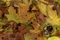 Colorful bright background with fallen autumn leaves and chestnuts