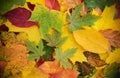 Colorful and bright background made of fallen autumn leaves Royalty Free Stock Photo