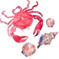 Colorful bright beautiful lovely summer sea tasty delicious pattern of red crabs and tender pastel seashells watercolor hand illus Royalty Free Stock Photo