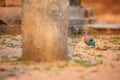 Colorful, bright blue-green tropical bird, Indian Roller, Coracias benghalensis among stone ruins of Anuradhapura ancient city.