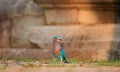 Colorful, bright blue-green tropical bird, Indian Roller, Coracias benghalensis among stone ruins of Anuradhapura ancient city.