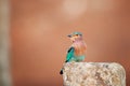 Colorful, bright blue-green tropical bird, Indian Roller, Coracias benghalensis among stone ruins of Anuradhapura ancient city.