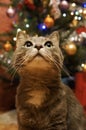 The cat at Christmas