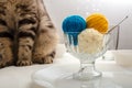 Colorful, bright circles of woolen threads lie in a bowl like ice cream, next to a cat is sitting and wants to play with