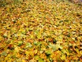 Colorful and bright different leaves