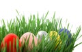 Colorful, bright easter eggs on on a fresh green grass isolated on a white background Royalty Free Stock Photo