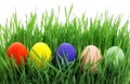 Colorful, bright easter eggs on on a fresh green grass isolated on a white background Royalty Free Stock Photo