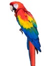 Colorful bright exotic wild animal bird of parrot with red yellow blue feathers isolated on white Royalty Free Stock Photo