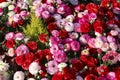 Colorful, bright field of blooming pink and red Ranunculus among green grass