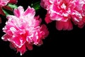 Colorful bright flower peony Royalty Free Stock Photo