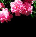 Colorful bright flower peony Royalty Free Stock Photo
