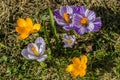 Colorful bright fresh purple, blue and yellow crocuses Royalty Free Stock Photo