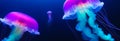 Colorful bright jellyfish swim in the depths of the sea