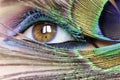 Colorful bright makeup on brown eye close-up. Royalty Free Stock Photo