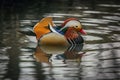 Colorful bright mandarin duck in water Royalty Free Stock Photo