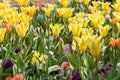 Colorful bright meadow with mothers day flowers in shiny sunlight and backlight with elegant and intense petals shows the bright