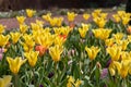 Colorful bright meadow with mothers day flowers in shiny sunlight and backlight with elegant and intense petals shows the bright