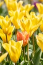 Colorful bright meadow with mothers day flowers in shiny sunlight and backlight with elegant and intense petals shows the bright