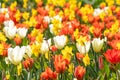 Colorful bright meadow with mothers day flowers in shiny sunlight and backlight with elegant and intense petals shows the bright