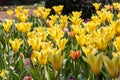 Colorful bright meadow with mothers day flowers in shiny sunlight and backlight with elegant and intense petals shows the bright