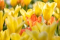 Colorful bright meadow with mothers day flowers in shiny sunlight and backlight with elegant and intense petals shows the bright