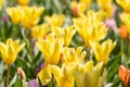 Colorful bright meadow with mothers day flowers in shiny sunlight and backlight with elegant and intense petals shows the bright