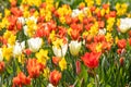 Colorful bright meadow with mothers day flowers in shiny sunlight and backlight with elegant and intense petals shows the bright