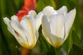 Colorful bright meadow with mothers day flowers in shiny sunlight and backlight with elegant and intense petals shows the bright