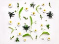 Colorful bright pattern of meadow herbs and flowers on white background. Flat lay photo