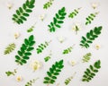 Colorful bright pattern of tree leaves and jasmine flowers on white background