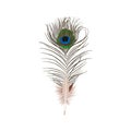 Colorful bright peacock feather Royalty Free Stock Photo