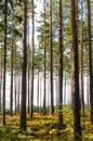 Colorful pine tree forest