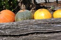 Colorful bright pumpkins line near old wooden trunk