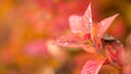 Colorful and bright red leaves with dew Royalty Free Stock Photo
