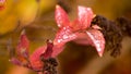 Colorful and bright red leaves with dew Royalty Free Stock Photo