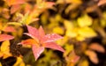 Colorful and bright red leaves with dew Royalty Free Stock Photo