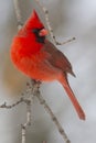 Colorful bright red male Northern Cardinal in the winter Royalty Free Stock Photo