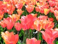 Colorful bright red  yellow  tulips flowers field, natural spring background Royalty Free Stock Photo