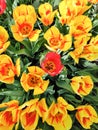 Colorful bright red  yellow  tulips flowers field, natural spring background Royalty Free Stock Photo